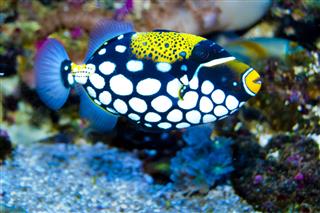 Clown Trigger Fish In Aquarium