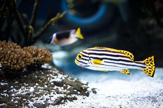 Fish In Aquarium