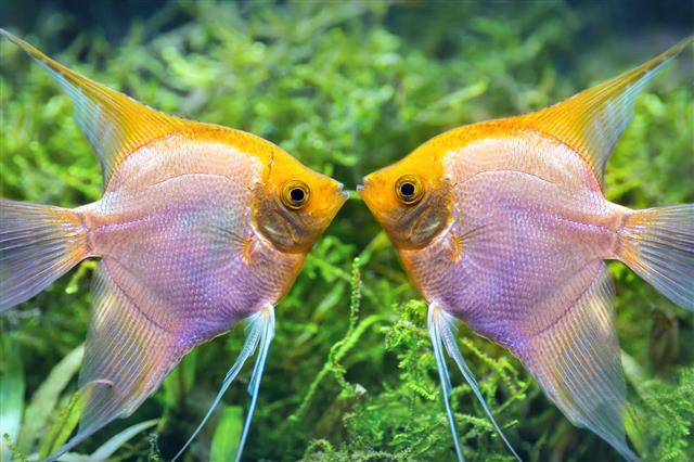 Yellow Pterophyllum Scalare Fish