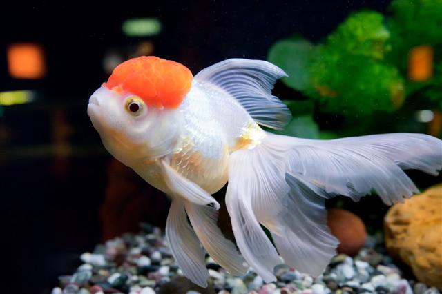 Goldfish In Aquarium