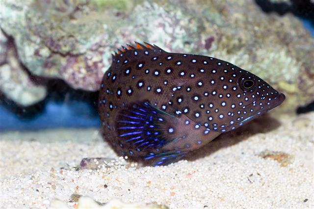 Bluespotted Coral Grouper