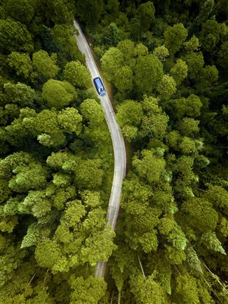 Car On Road Through A Pine Forest