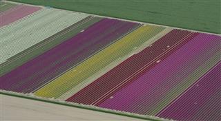 Tulip Fields Growing In Spring In Holland