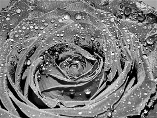 Garden Rose On A Black And White Image