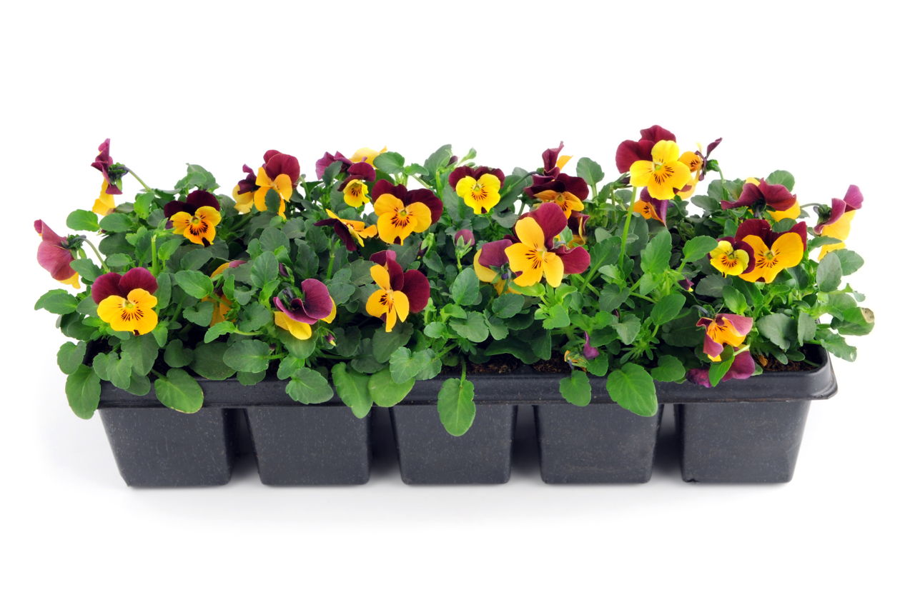 Pansy Care