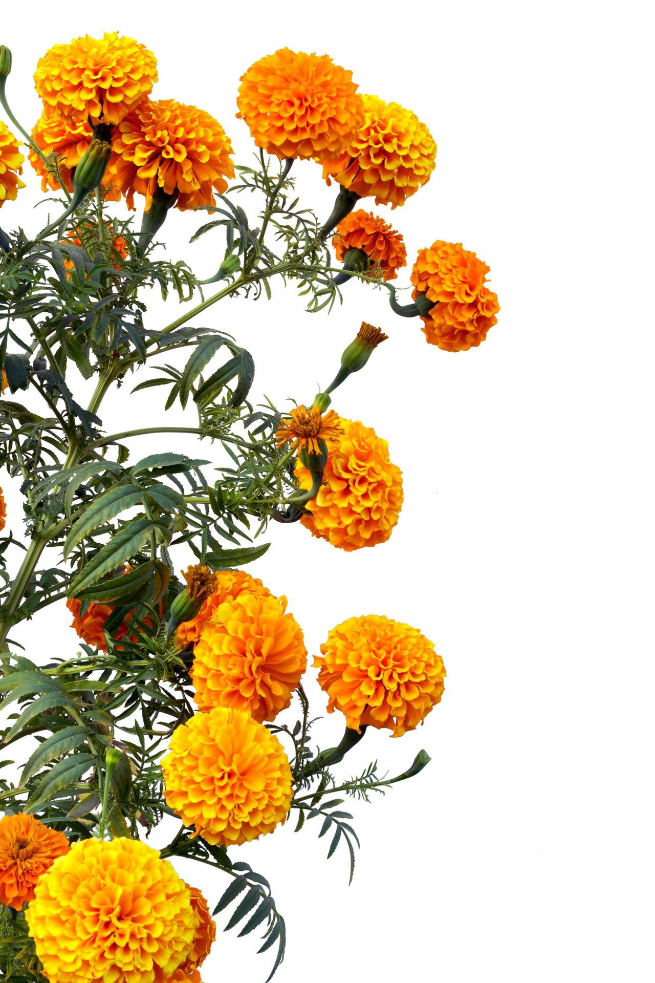 The Floral Guide: What Does a Marigold Flower Actually Symbolize?