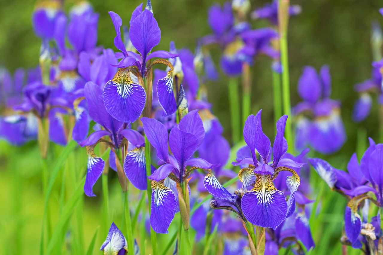 Revealed! The Hidden Meaning of Iris Flowers - Gardenerdy