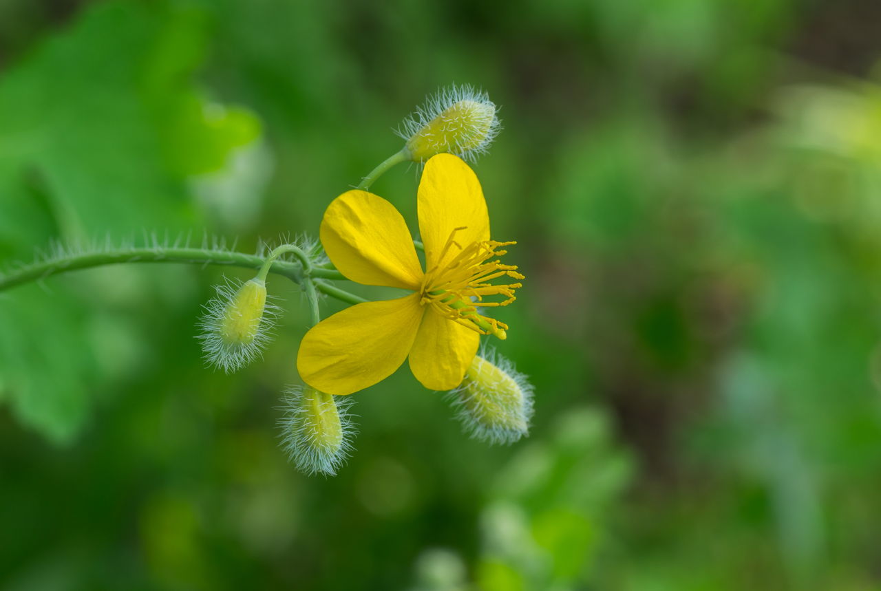 Celandine Herb Uses and Side Effects