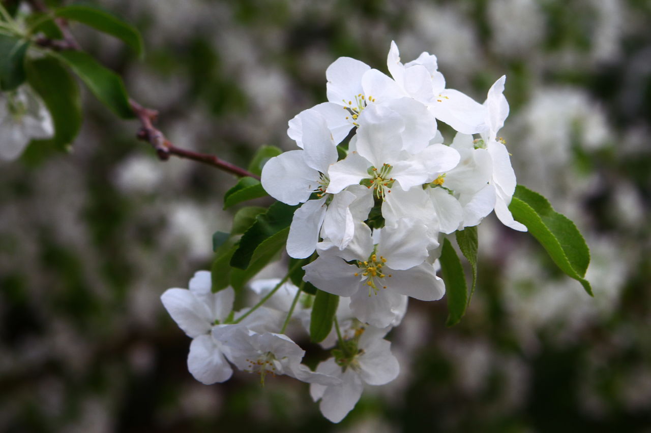 Uses of a Flowering Dogwood Tree