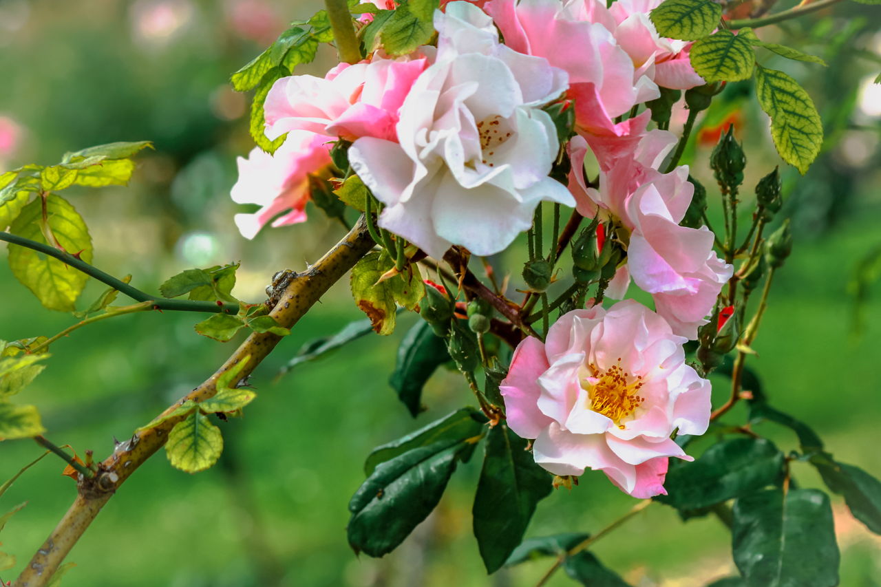 a rose bush wild pruning