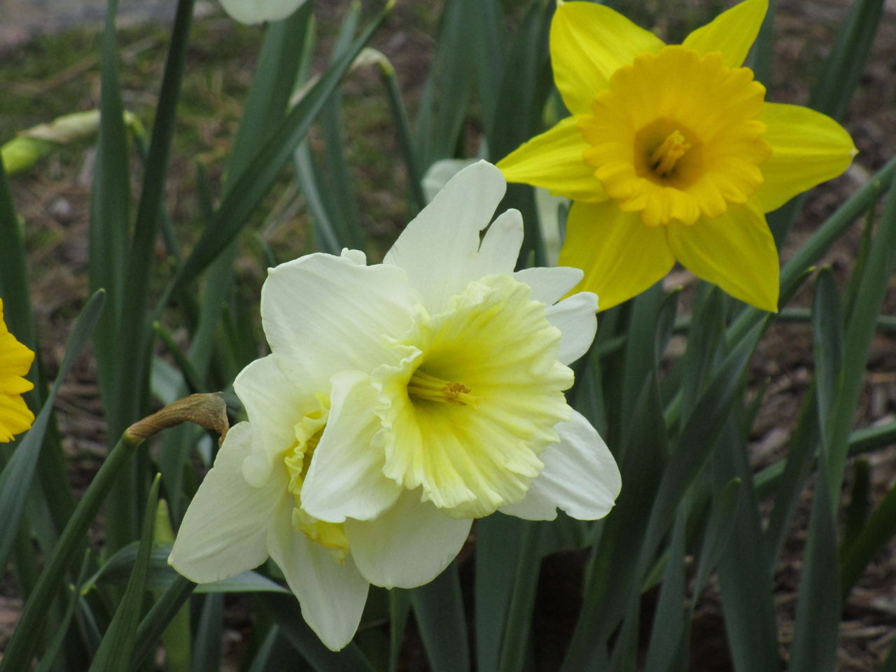 the daffodils