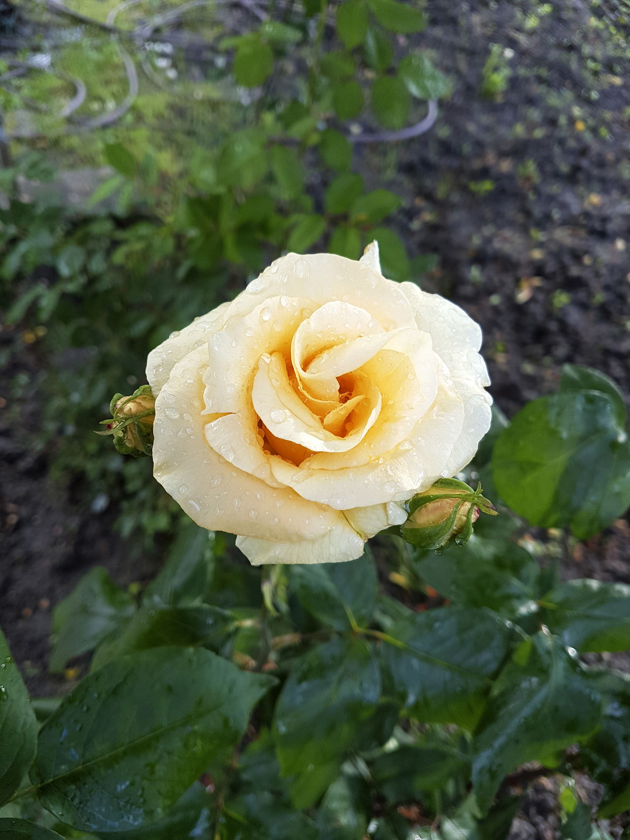 How To Prune Roses Pruning In 8 Easy Steps Garden Layout