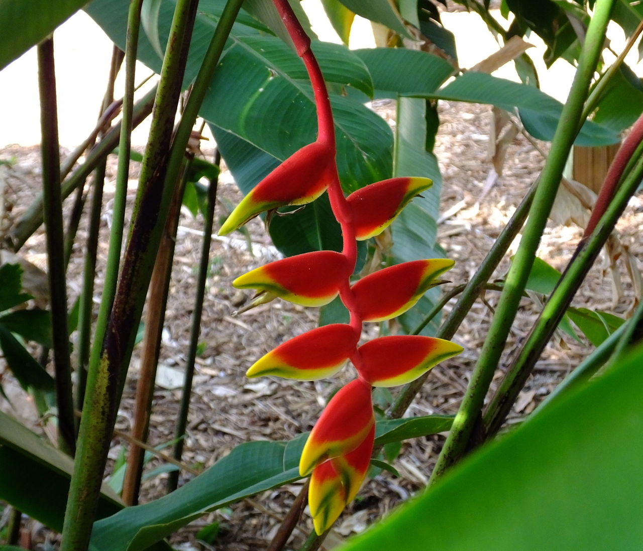 Heliconia Care