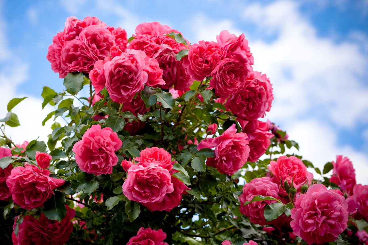 How to Make Organic Fertilizers for Roses
