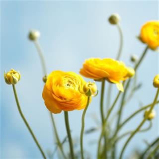 Yellow Ranunculus Flowers