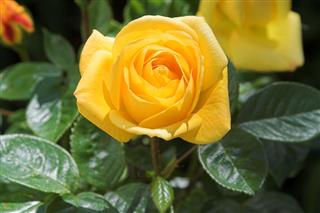 Yellow Rose Flower In Bloom