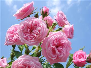 Pink Patio Rose Blue Sky