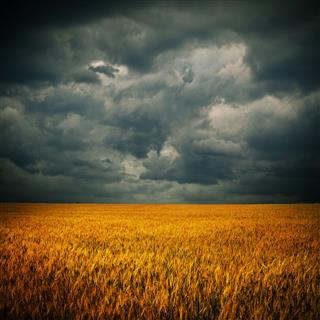 Dark Clouds Over Wheat Field