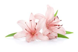 Two Pink Lily Flowers