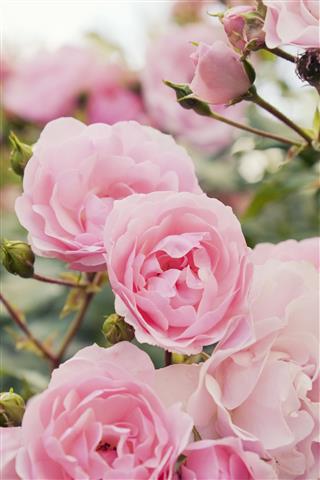 Pink Rose Bush