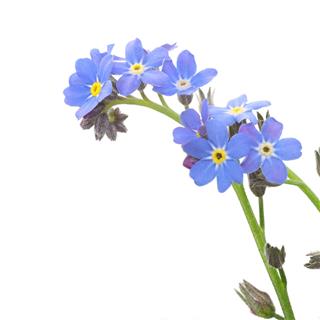 Forget Me Nots On White