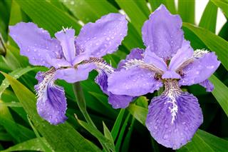 Iris Flowers With Water Drops