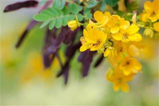 Senna Is Yellow Flower Have Brown Fruit