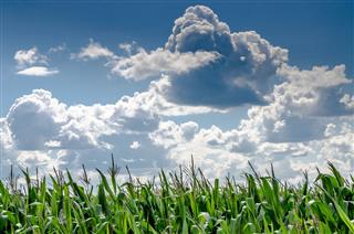 Large Clouds Over Corn Field