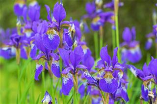 Purple Iris Flower With Yellow Shade