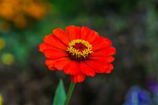 Gerbera Flower In The Garden