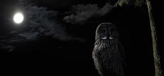 Owl Perched In Tree At Night Under A Full Moon