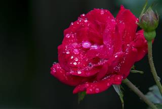 Rain Drops On A Rose
