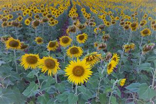 Natural Full Bloom Sunflower Field