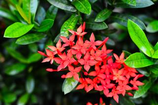 Red Ixora Flowering Plant