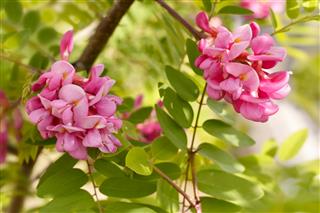 Closeup Flowers Of Blossoming Pink Acacia