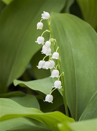 White Lily Of The Valley Flowers