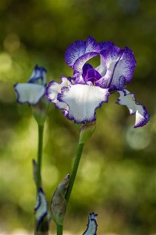 Flower Of The Iris In The Garden