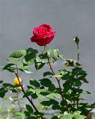 The Bright Red Rose