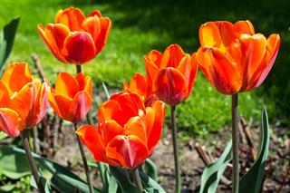 Multicolored Tulips Growing In The Garden