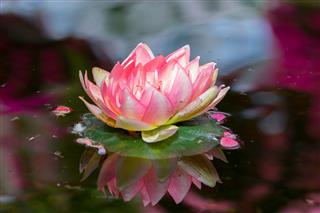 Water Lily In A Pond
