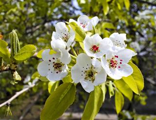 Apple Blossoms Closeup