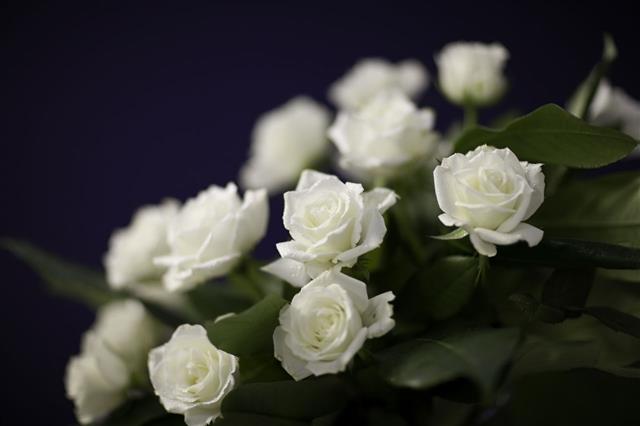 White Roses On Purple