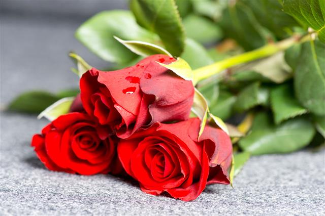 Roses On Grave