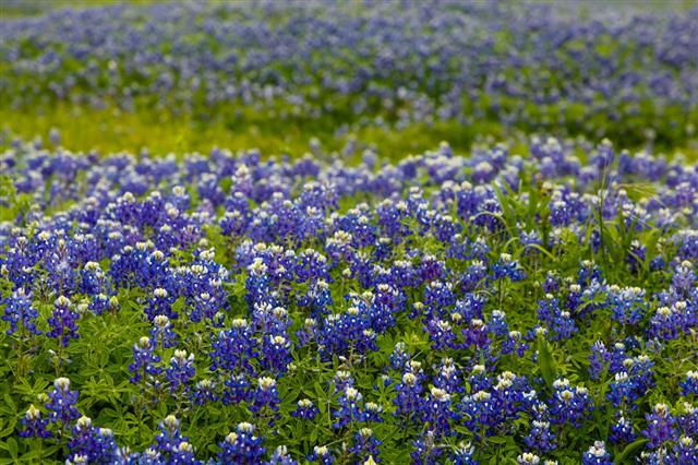 Field Of Texas Bluebonnets