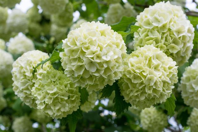 White Flowers Of Viburnum Snow Ball