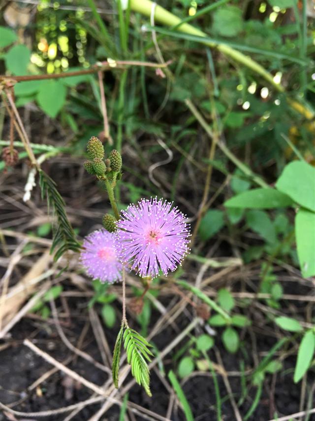 Mimosa Pudica Flower In Nature Garden