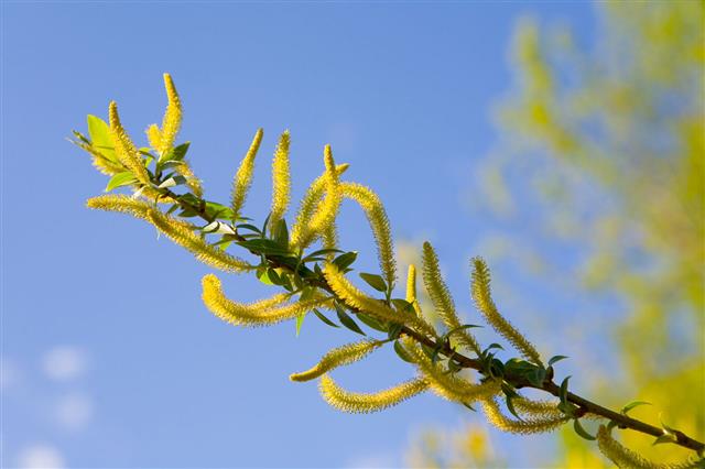 Flowering Willow
