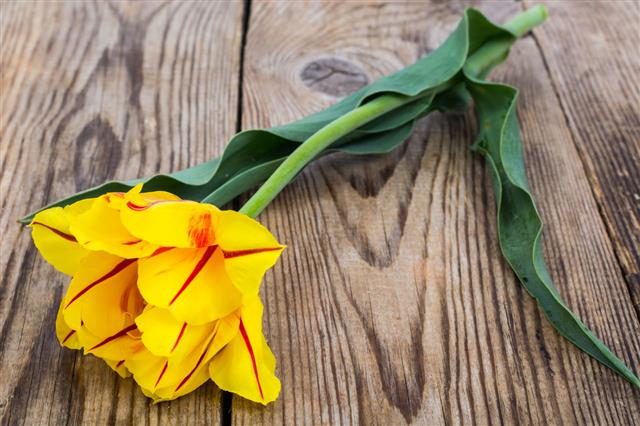 Single Yellow Tulip On Wooden