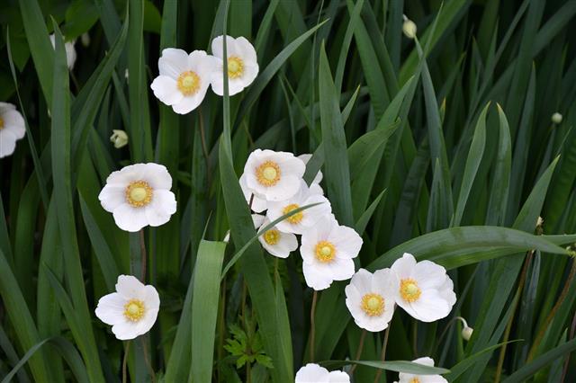 Flower Anemone White