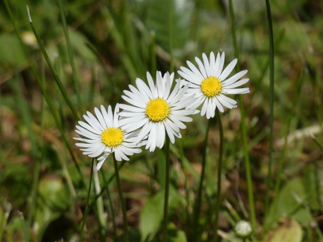 Daisy Three Flowers Bellis Perennis